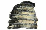 Mammoth Molar Slice with Case - South Carolina #165085-1